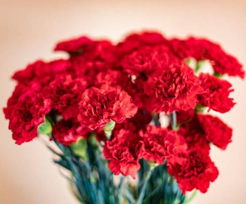 Red Carnation Flower Seeds