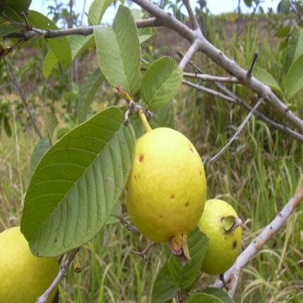 Yellow Psidium Cattleianum fruit seeds for organic garden planting