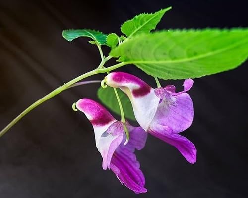 Poinsettia Flower Seeds