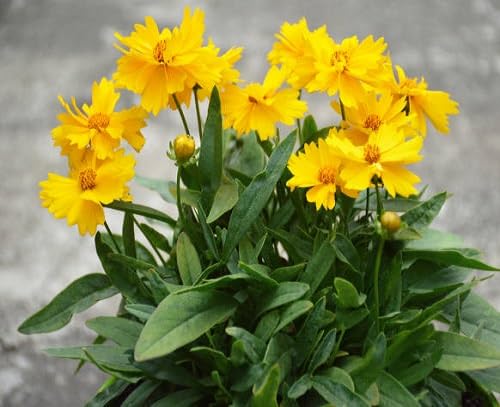 Lanceolata Flower Seeds