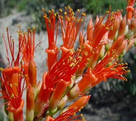 Orange Ocotillo Flower Seeds