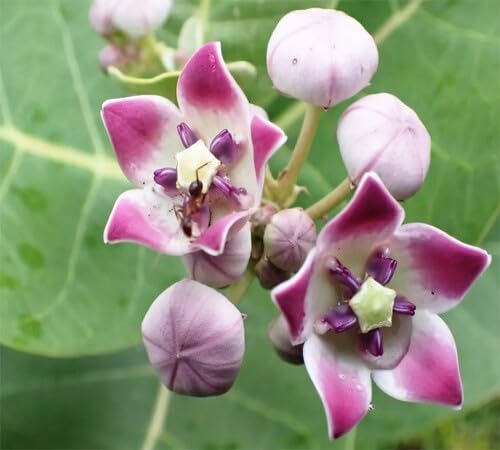 Violet Calotropis gigantea Flower Seeds