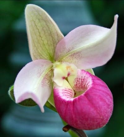 Pink Pink-White Lady's Slipper Flower Seeds