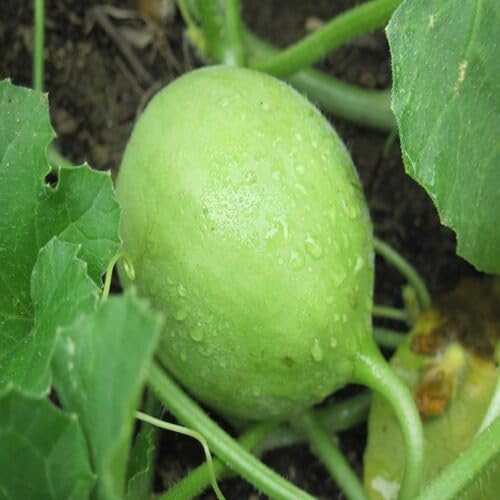 Green Tinda Gourd vegetable seeds - Heirloom, Organic, Non Gmo Garden Seeds for kitchen garden planting