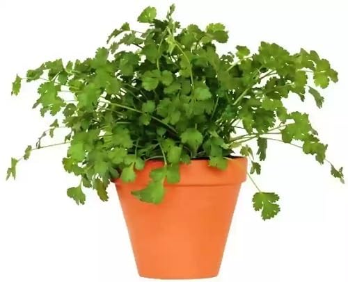 Coriander Plant Seeds Green herb seeds - organic, fresh harvest garden seeds