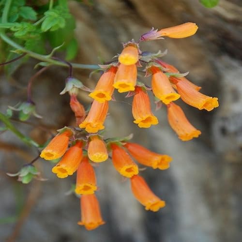 Orange Eccremocarpus fruit seeds for organic garden planting