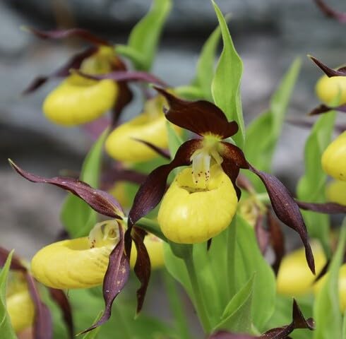 Yellow Cypripedium Flower Seeds