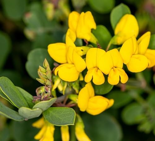 Yellow Pulmonaria Flower Seeds