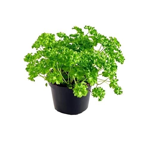 Green Parsley Plant Seeds herb seeds - heirloom, natural growing garden seeds