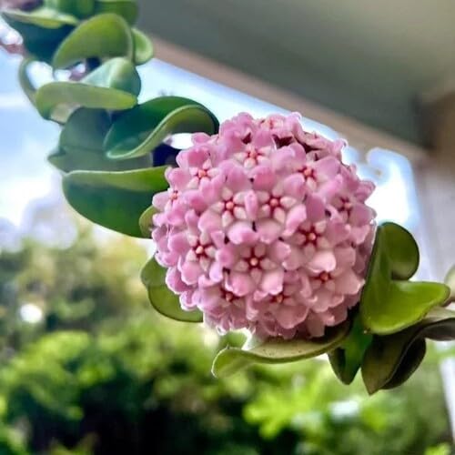 Hoya Flower Seeds