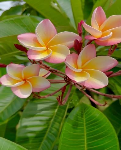 Maroon Plumeria Flower Seeds