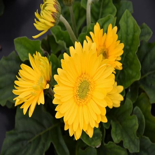 Yellow Daisy Gerbera Flower Seeds