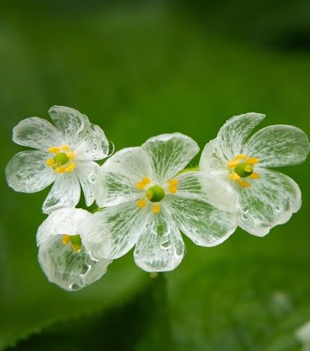 White Diphylleia Flower Seeds