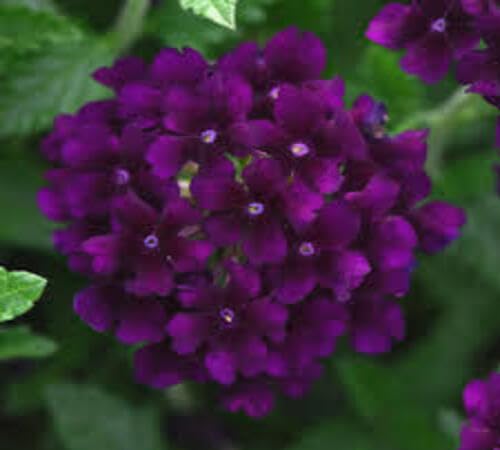 Violet Verbena Flower Seeds