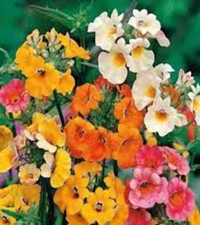 Nemesia Flower Seeds