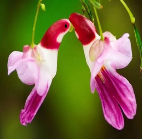 Mixed Impatiens psittacina Flower Seeds