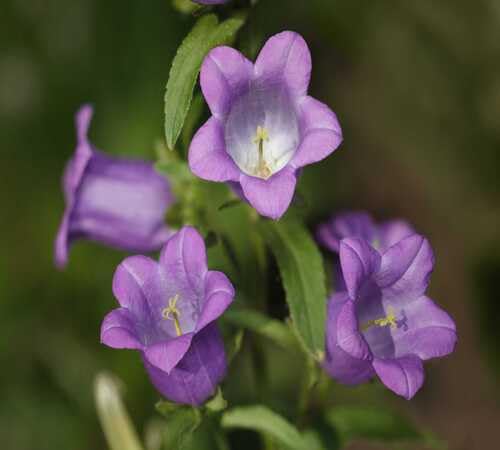 purple campanula flower seeds