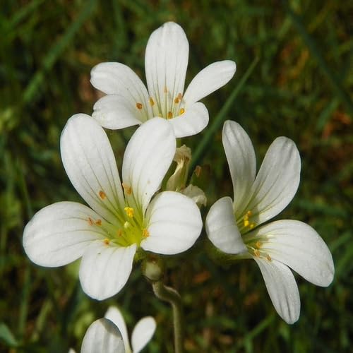 Saxifrage Flower Seeds