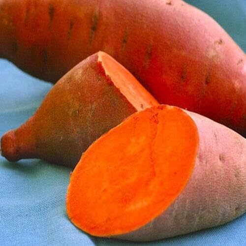 Orange Sweet Potato Vegetables Seeds vegetable seeds - Heirloom, Organic, Non Gmo Garden Seeds for kitchen garden planting
