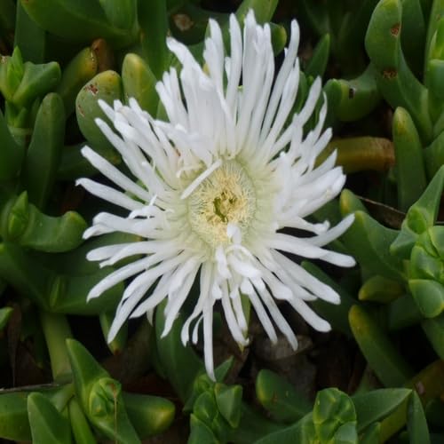 Karkalla Flower Seeds