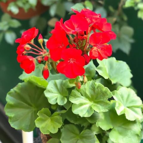 Red Saintpaulia Ionantha Flower Seeds