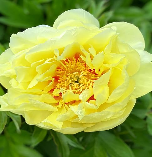 Bartzella Flower Seeds