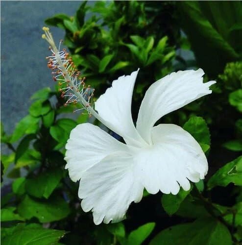 White Climbing Hibiscus Flower Seeds