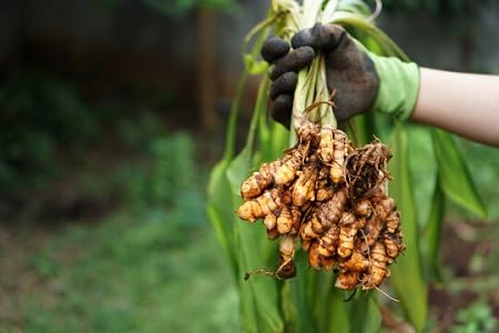 Turmeric Plant Seeds for Planting Heirloom Non-GMO High Germination Organic Garden Seeds Fresh Harvest