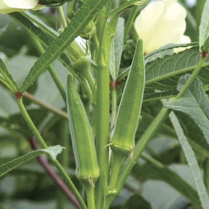 Green Okra ,green vegetable seeds - Heirloom, Organic, Non Gmo Garden Seeds for kitchen garden planting