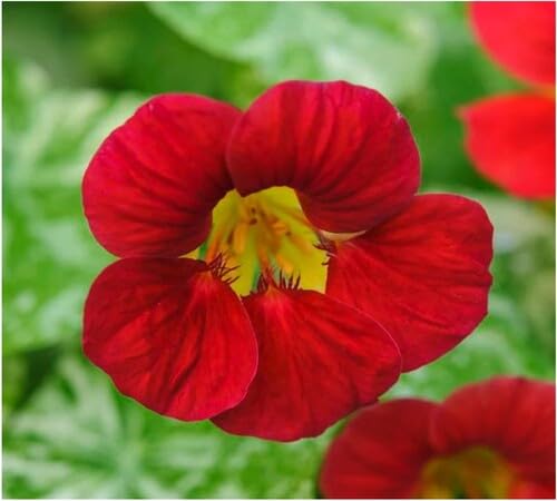 Red Tropaeolum Flower Seeds