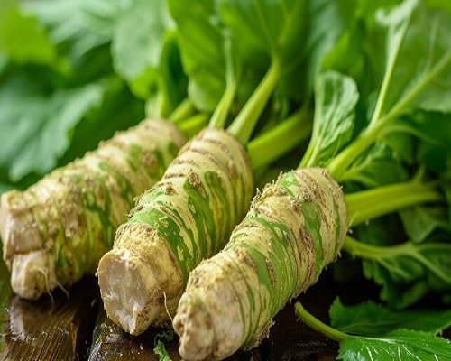 Green Wasabi ,green vegetable seeds - Heirloom, Organic, Non Gmo Garden Seeds for kitchen garden planting