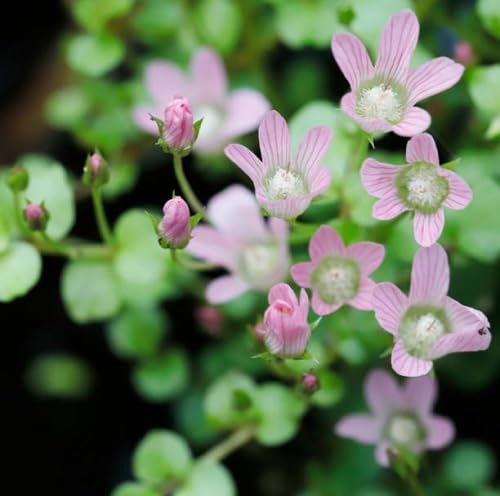 Pink Pale Pimpernel Flower Seeds