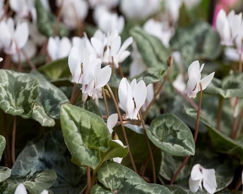 white cyclamen flower seeds