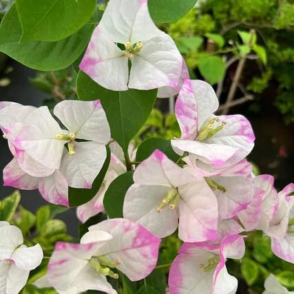 Pink White Bougainvillea Flower Seeds