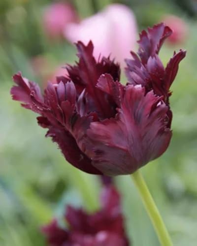 Purple Parrot Tulip Flower Seeds