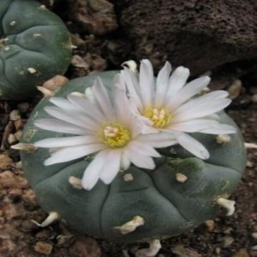 Peyote Flower Seeds