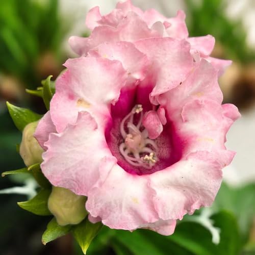 Pink Gloxinia Flower Seeds