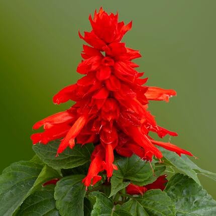 Red Salvia Flower Seeds