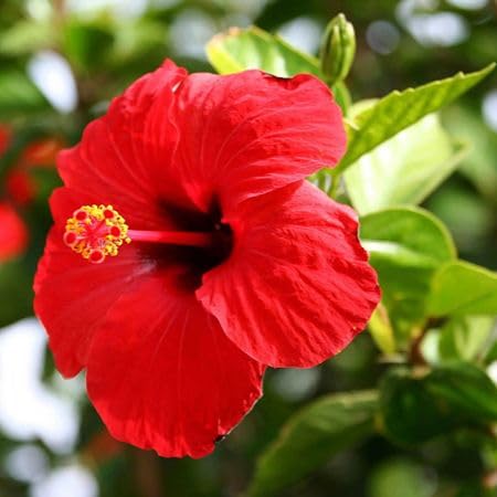 red hibiscus flower seeds