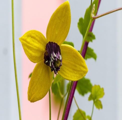 Yellow Clematis tangutica Flower Seeds