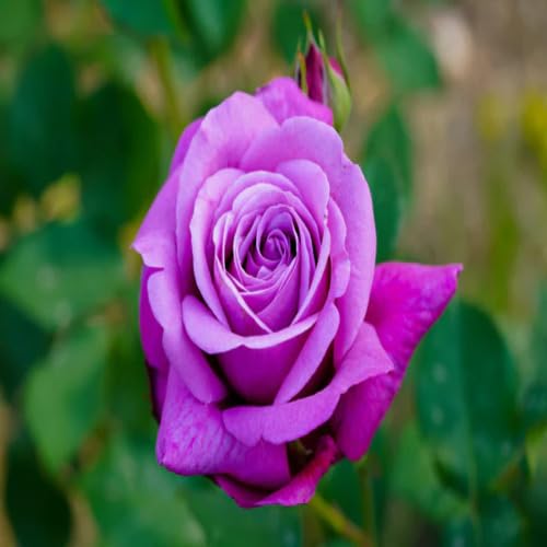Purple Rose Flower Seeds