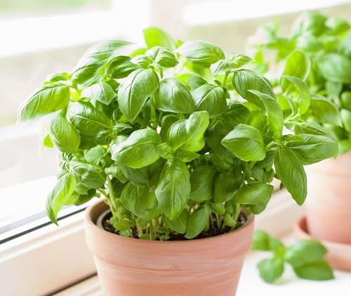 Basil Plant Seeds herb seeds - sustainable gardening, high germination garden seeds