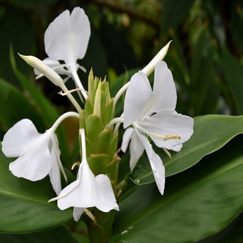 White hedychium coronarium Flower Seeds