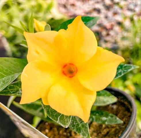 YELLOW DIPLADENIA SANDERI Flower Seeds