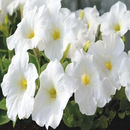 White Petunia Flower seeeds