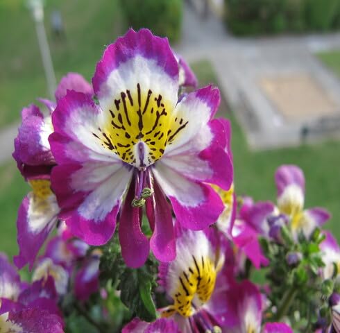 Pink White Schizanthus Flower Seeds