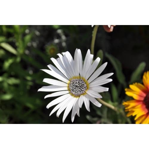 white arctotis flower seeds