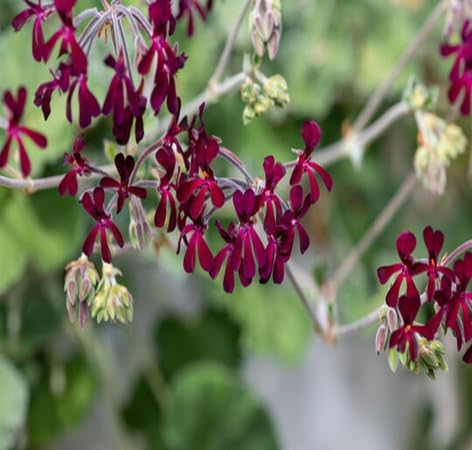 sidoides Flower Seeds