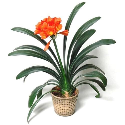Orange Kaffir Lily Flower Seeds