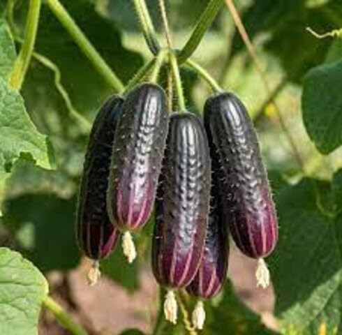 Purple Cucumber vegetable seeds - Heirloom, Organic, Non Gmo Garden Seeds for kitchen garden planting